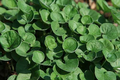 Emerald Falls Dichondra 1 Live Plant in 4-Inch Pot | Dichondra micrantha 'Emerald Falls'