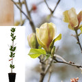Sunsation Magnolia (Magnolia 'Sunsation') - 3-4 ft Live Tree