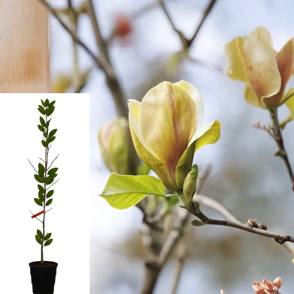 Sunsation Magnolia (Magnolia 'Sunsation') - 3-4 ft Live Tree