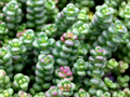 Spreading Stonecrop Sedum divergens – 4-Inch Live Plant
