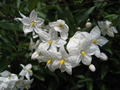 Potato Vine Solanum jasminoides - 1 Gal Live Plant