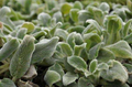 Silver Carpet Lamb's Ear (Stachys byzantina 'Silver Carpet') - 4-Inch Pot