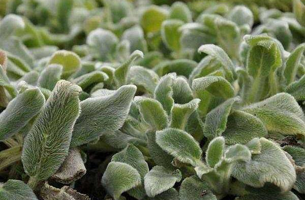 Silver Carpet Lamb's Ear (Stachys byzantina 'Silver Carpet') - 4-Inch Pot