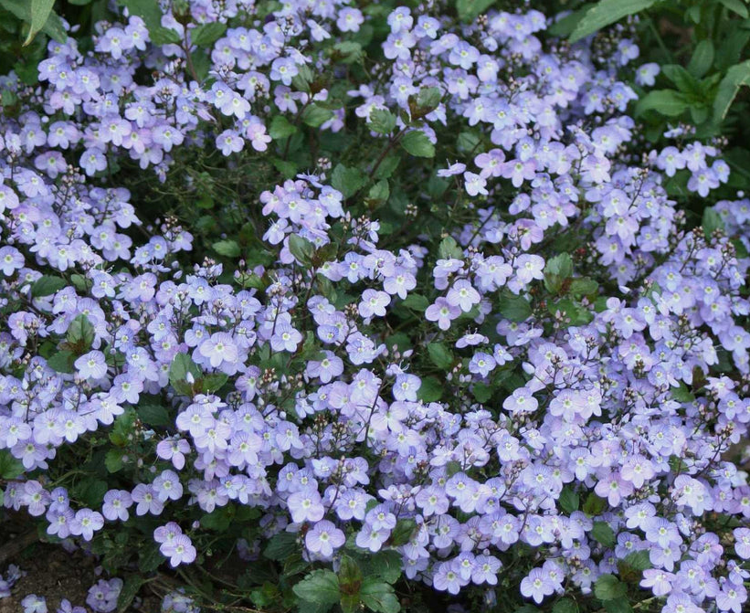 Waterperry Blue Speedwell Veronica Waterperry Blue - 4-Inch Pot Live Plant