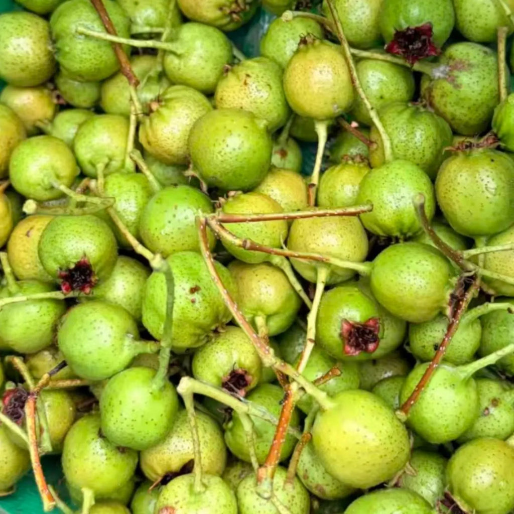 Green Hawthorn Tree - Grafted Hawthorn Sapling, Bare Root, Tart Green Fruit