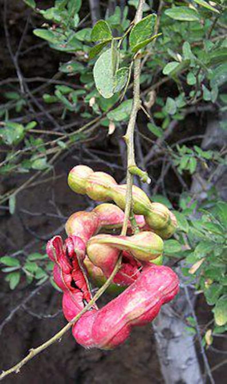 Guamuchil Tree Plant - 4 Feet Tall - Pithecellobium dulce - 3 Gallon Pot - Edible Pods - Drought Tolerant Live Plant