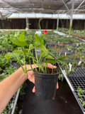 Baltic Blue Pothos Epipremnum pinnatum 'Baltic Blue' - 2 Live Plants in 4-Inch Pots