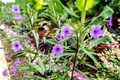 Mexican Petunia (Ruellia simplex) Rooted Cuttings - 10 Purple Perennial Plants