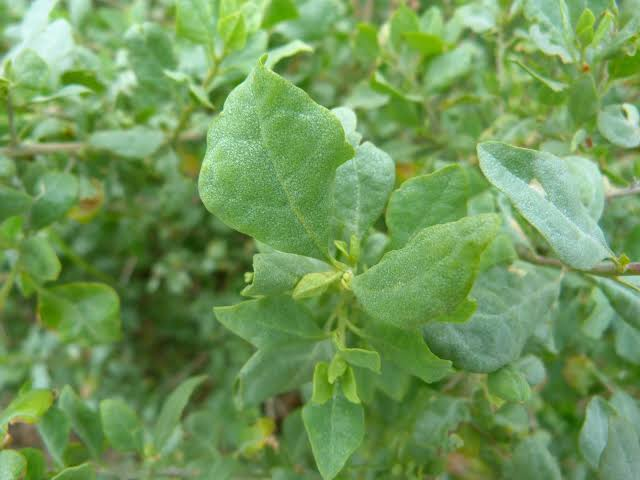 Pigeon Point Coyote Brush (Baccharis pilularis 'Pigeon Point') - 1 Live Plant in 4-Inch Pot