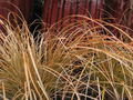 Prairie Fire Orange Sedge (Carex testacea 'Prairie Fire') - 4-Inch Pot, 1 Live Plant