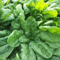 Spinach Viroflay Seeds (1g) - Heirloom Spinacia oleracea, Non-GMO, Giant Leaves