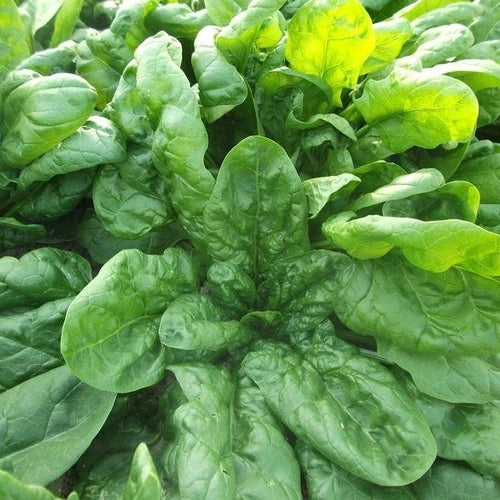 Spinach Viroflay Seeds (1g) - Heirloom Spinacia oleracea, Non-GMO, Giant Leaves
