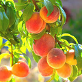 Belle of Georgia Peach - Fresh Unrooted Cutting (Prunus persica) - Zone 6