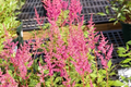 Astilbe x arendsii 'Rheinland' Rheinland False Spiraea - 1 Gallon Live Plant