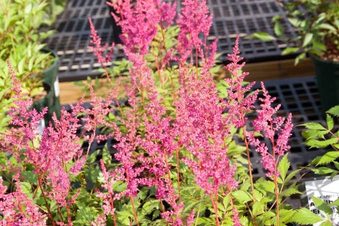 Astilbe x arendsii 'Rheinland' Rheinland False Spiraea - 1 Gallon Live Plant