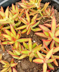 Sedum Adolphi 'Firestorm' - 5 Rooted Live Succulent Cuttings