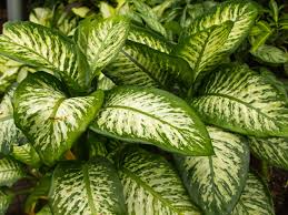 Variegated Dieffenbachia Dumb Cane Live Cutting – 4–8" Starter Plant