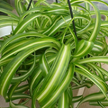 Spider Plant Variety Pack - Ocean, Hawaiian, Green, Bonnie Curly | Starter Live Plants