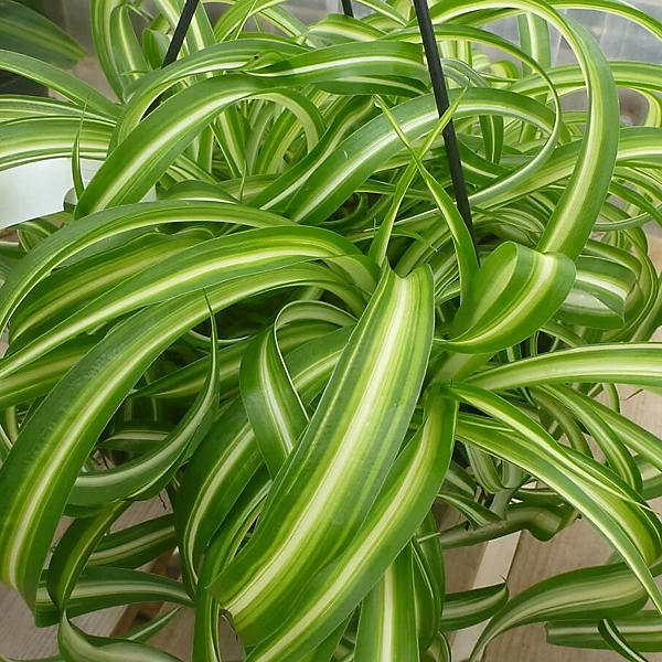 Spider Plant Variety Pack - Ocean, Hawaiian, Green, Bonnie Curly | Starter Live Plants