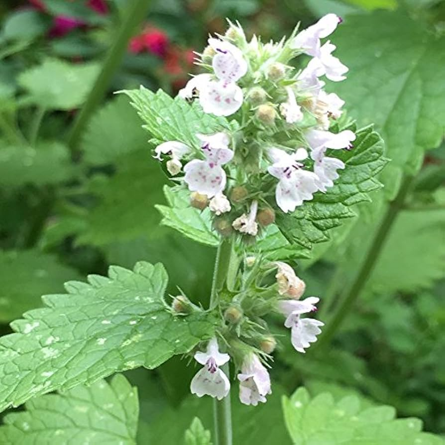 1000 Catnip Seeds Nepeta cataria - Perennial Herb, Non-GMO, Drought-Tolerant