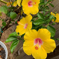 Pineland Hibiscus (Hibiscus aculeatus) Seeds – 25 Seeds, Native Perennial, Yellow Wildflower