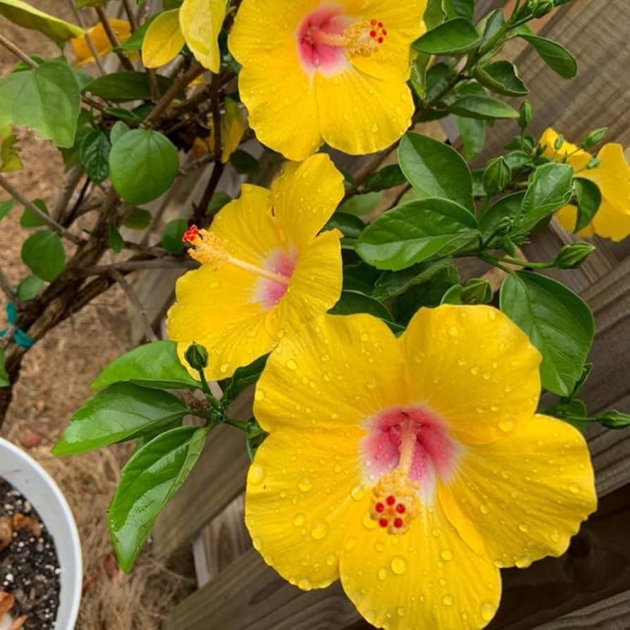 Pineland Hibiscus (Hibiscus aculeatus) Seeds – 25 Seeds, Native Perennial, Yellow Wildflower