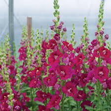Chantilly Purple Snapdragon Seeds (Antirrhinum majus) - 1000 Seeds, Tall Fragrant Purple Blooms