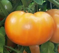 Mountain Gold Tomato Seeds - Heirloom, Non-GMO, Golden-Yellow 8-12 oz (80 days) - Indeterminate