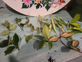 Variegated Hoya Lacunosa Cutting (Unrooted) – Exact Plant, Houseplant