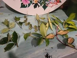 Variegated Hoya Lacunosa Cutting (Unrooted) – Exact Plant, Houseplant