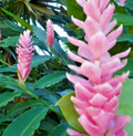 Arabic Ginger (Alpinia purpurata) Root Rhizome • 3-4 oz • Zones 7-10 • Part Shade