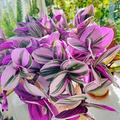 Tradescantia Nanouk Unrooted Cuttings — 3"-4" | Pink Wandering Jew, Easy Houseplant