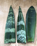 Snake Plant Cuttings with Roots - Mother-In-Law's Tongue Sansevieria | 3 Live Bare-Root Cuttings