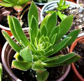 Aeonium simsii 'Green' Bare Root Succulent Plants - 2 Live 2" Plants