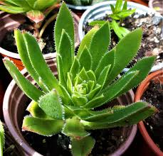 Aeonium simsii 'Green' Bare Root Succulent Plants - 2 Live 2" Plants