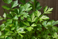 Italian Giant Parsley Seeds - Non-GMO Heirloom, 2,000 Seeds