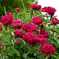 Peony Kansas Bare Roots (2-3 Eyes) - Bright Red Double Blooms, APS Gold Medal Winner