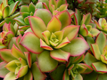Aeonium haworthii 'Dream Color' Kiwi - 3 Rooted Cuttings, Variegated Succulent