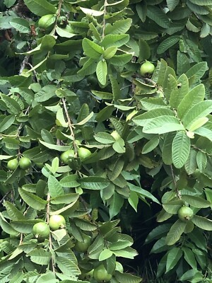 White Guava Tree Seedling with Pot - Psidium guajava Starter Plant