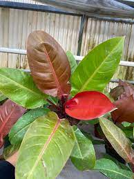 Philodendron Sun Red Starter Plant | Live Tropical Philodendron erubescens Plug