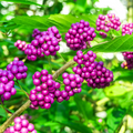 Purple American Beautyberry Callicarpa Starter Plant 1-2 ft - Edible Berries, Drought-Tolerant