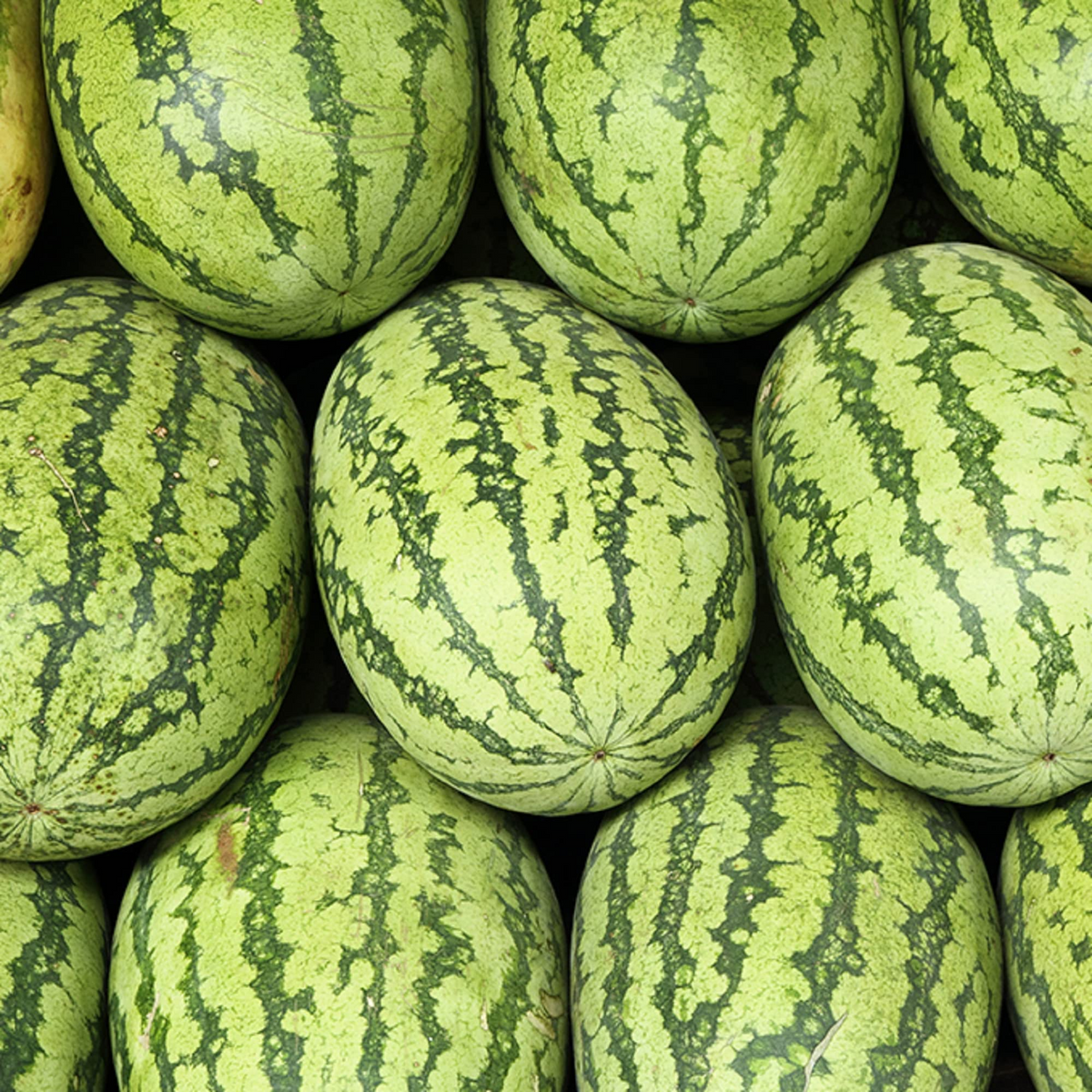 Citrullus lanatus Carolina Cross Watermelon Seeds - 50+ Giant 100-200 lb Fruits