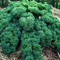 Dwarf Blue Curled Scotch Kale Seeds - 1,500 Non-GMO Heirloom, Cold Hardy