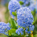 Ceanothus California Lilac Cuttings – 3 Unrooted 6" Cuttings, Fragrant Blue Flowers, Drought-Tolerant, USDA Zones 7-10