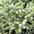 Crassula Mesembryanthemoides ‘Moonglow’ Bare Root Succulent | 1 Live 2-4"