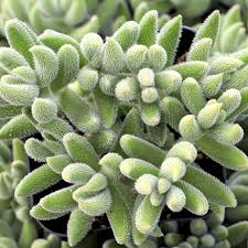 Crassula Mesembryanthemoides ‘Moonglow’ Bare Root Succulent | 1 Live 2-4"