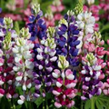 Lupinus Avalune Mix Lupine Seeds - 25+ Bicolor Wildflowers for Pollinators