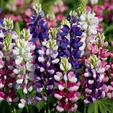 Lupinus Avalune Mix Lupine Seeds - 25+ Bicolor Wildflowers for Pollinators