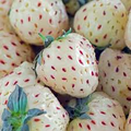 Pineapple Strawberry Plants (Fragaria × ananassa) Bare-Root, 6-Pack