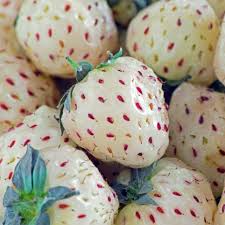 Pineapple Strawberry Plants (Fragaria × ananassa) Bare-Root, 6-Pack